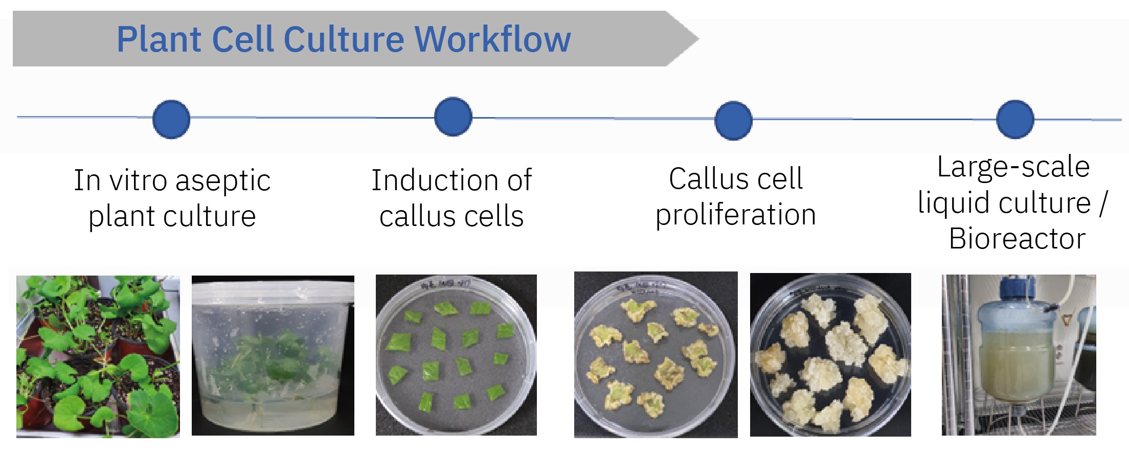 Plant Cell Culture Workflow